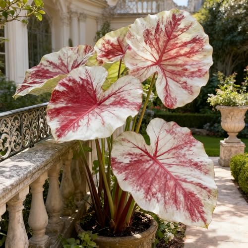 Elefantenohr Rhizome/Elefantenohr Gartenbepflanzung/Elegante Rhizome/Blühende Rhizome/Winterhart Rhizome/Landschaftsgestaltung-5 rhizome-B von BNSOIDE