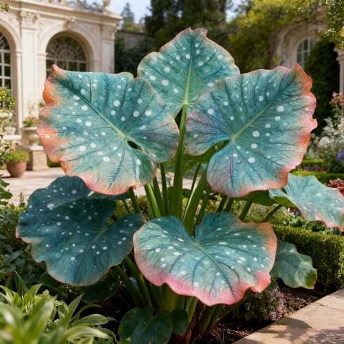 Elefantenohr Rhizome/Elefantenohr Gartenbepflanzung/Elegante Rhizome/Blühende Rhizome/Winterhart Rhizome/Landschaftsgestaltung-5 rhizome-H Elefantenohr Rhizome/Elefantenohr Gartenbepflanzung/Elegante Rhizome/Blühende Rhizome/Winterhart Rhizome/Landschaftsgestaltung-5 rhizome-H von BNSOIDE