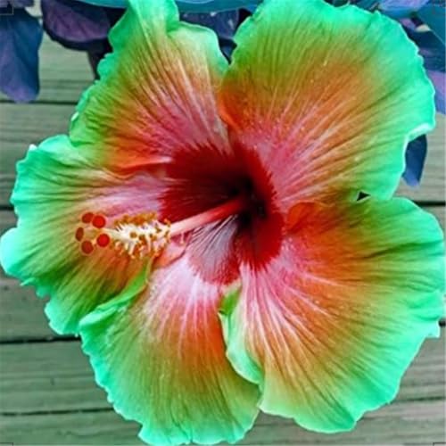 Hibiskus/Winterhartes Hibiskus Rhizom/Gartenpflanzung/Wächst gut in Behältern/Einfache schöne Staude-1 Rhizom-e von BNSOIDE