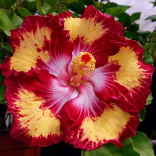 Hibiskus/Winterhartes Hibiskus Rhizom/Gartenpflanzung/Wächst gut in Behältern/Einfache schöne Staude-4 Rhizome-g von BNSOIDE