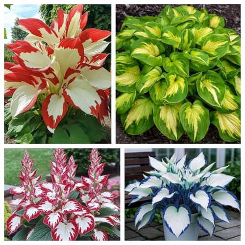 Hosta, winterhartes Hosta Rhizom, Gartenpflanzung, wächst gut in Behältern, einfache schöne Staude-4 rhizome-a Hosta, winterhartes Hosta Rhizom, Gartenpflanzung, wächst gut in Behältern, einfache schöne Staude-4 rhizome-a von BNSOIDE