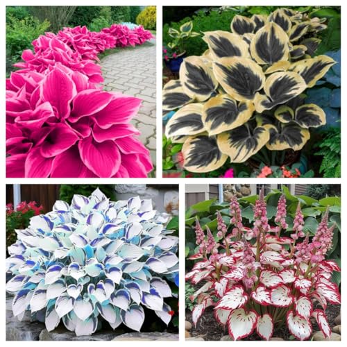 Hosta Rhizom winterhart—Mehrjährige winterharte Hosta-Pflanzen—Winterharte Gartenpflanzen—Geeignet für die Gartenlandschaftsgestaltung-8 zwiebeln-e Hosta Rhizom winterhart—Mehrjährige winterharte Hosta-Pflanzen—Winterharte Gartenpflanzen—Geeignet für die Gartenlandschaftsgestaltung-8 zwiebeln-e von BNSOIDE
