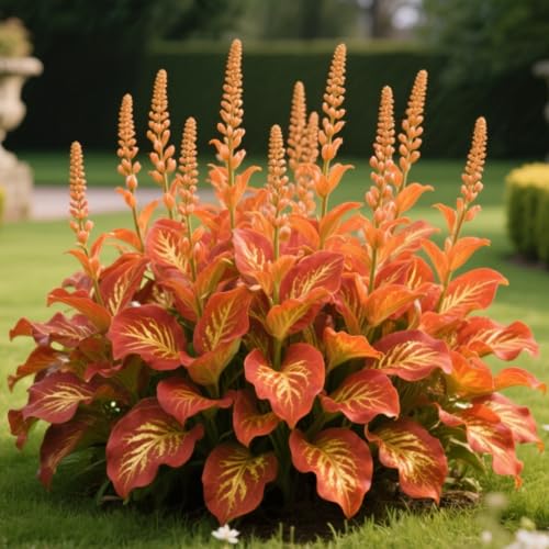 Hosta-Winterhartes Hosta Rhizom-Gartenpflanzung-Wächst gut in Behältern-Einfache schöne Staude-6 rhizome-h Hosta-Winterhartes Hosta Rhizom-Gartenpflanzung-Wächst gut in Behältern-Einfache schöne Staude-6 rhizome-h von BNSOIDE