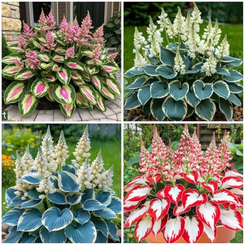 Hosta pflanze winterhart-hosta zwiebeln-hosta mix-funkien hosta-funkien rhizome-Blattpflanzen-Immergrüne Pflanze-Zierpflanze für den Garten-8 zwiebeln-d von BNSOIDE