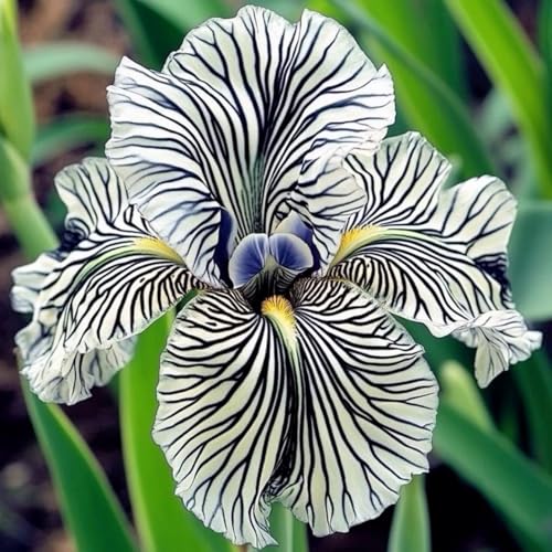 Iris, Rizomas Iris, Winterhart blühende Iris-Rhizome, Tenacidad | Espectaculares, Plantación en balcones o exteriores-6 Rhizome-E von BNSOIDE