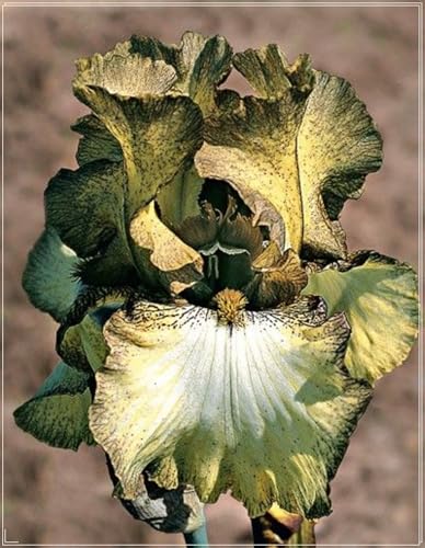 Iris, winterhartes Iris-Rhizom, Gartenpflanzung, wächst gut in Behältern, einfache schöne Staude-6 Rhizome-J von BNSOIDE