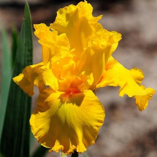 Iris-Winterhartes Iris Rhizom-Gartenpflanzung-Wächst gut in Behältern-Einfache schöne Staude-4 Rhizome-B von BNSOIDE