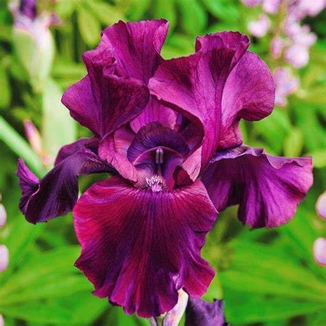 Iris zwiebeln-Iris blumenzwiebeln-iris zwiebeln winterhart-iris zwiebeln winterhart mehrj hrig-deutsche schwertlilie-blumenzwiebeln iris-4zwiebeln-A von BNSOIDE