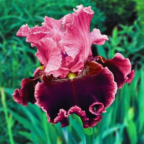 Iris zwiebeln-Iris blumenzwiebeln-iris zwiebeln winterhart-iris zwiebeln winterhart mehrj hrig-deutsche schwertlilie-blumenzwiebeln iris-4zwiebeln-B Iris zwiebeln-Iris blumenzwiebeln-iris zwiebeln winterhart-iris zwiebeln winterhart mehrj hrig-deutsche schwertlilie-blumenzwiebeln iris-4zwiebeln-B von BNSOIDE