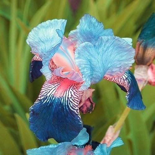 Iris zwiebeln-Iris blumenzwiebeln-iris zwiebeln winterhart-iris zwiebeln winterhart mehrj hrig-deutsche schwertlilie-blumenzwiebeln iris-4zwiebeln-C Iris zwiebeln-Iris blumenzwiebeln-iris zwiebeln winterhart-iris zwiebeln winterhart mehrj hrig-deutsche schwertlilie-blumenzwiebeln iris-4zwiebeln-C von BNSOIDE