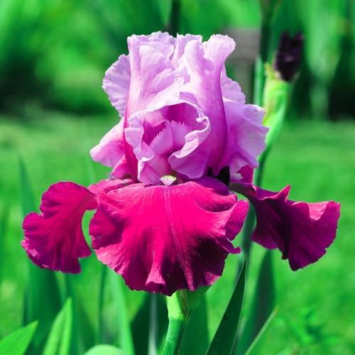 Iris zwiebeln-Iris blumenzwiebeln-iris zwiebeln winterhart-iris zwiebeln winterhart mehrj hrig-deutsche schwertlilie-blumenzwiebeln iris-4zwiebeln-E von BNSOIDE