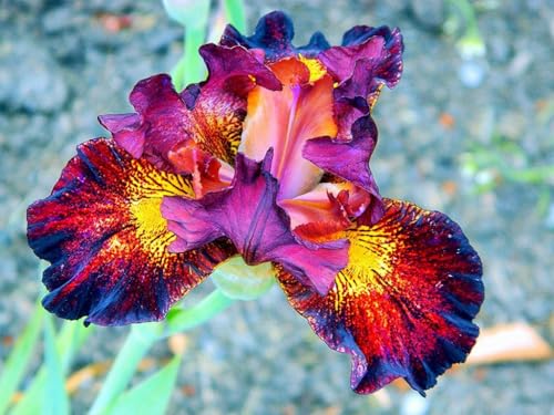 Iris zwiebeln-Iris blumenzwiebeln-iris zwiebeln winterhart-iris zwiebeln winterhart mehrj hrig-deutsche schwertlilie-blumenzwiebeln iris-4zwiebeln-F Iris zwiebeln-Iris blumenzwiebeln-iris zwiebeln winterhart-iris zwiebeln winterhart mehrj hrig-deutsche schwertlilie-blumenzwiebeln iris-4zwiebeln-F von BNSOIDE