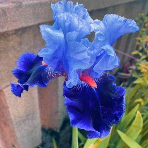 Iris zwiebeln-Iris blumenzwiebeln-iris zwiebeln winterhart-iris zwiebeln winterhart mehrj hrig-deutsche schwertlilie-blumenzwiebeln iris-4zwiebeln-G Iris zwiebeln-Iris blumenzwiebeln-iris zwiebeln winterhart-iris zwiebeln winterhart mehrj hrig-deutsche schwertlilie-blumenzwiebeln iris-4zwiebeln-G von BNSOIDE