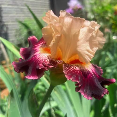 Iris zwiebeln-Iris blumenzwiebeln-iris zwiebeln winterhart-iris zwiebeln winterhart mehrj hrig-deutsche schwertlilie-blumenzwiebeln iris-4zwiebeln-H von BNSOIDE