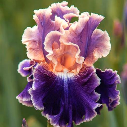 Iris zwiebeln-Iris blumenzwiebeln-iris zwiebeln winterhart-iris zwiebeln winterhart mehrj hrig-deutsche schwertlilie-blumenzwiebeln iris-6zwiebeln-D von BNSOIDE