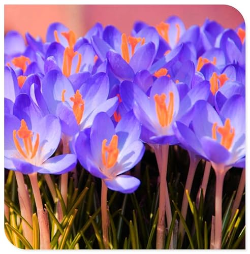 Krokus zwiebeln krokus zwiebeln winterhart mehrjährig-krokusse blumenzwiebeln，Einfach zu pflanzen, schnell wachsend-4zwiebeln-b von BNSOIDE