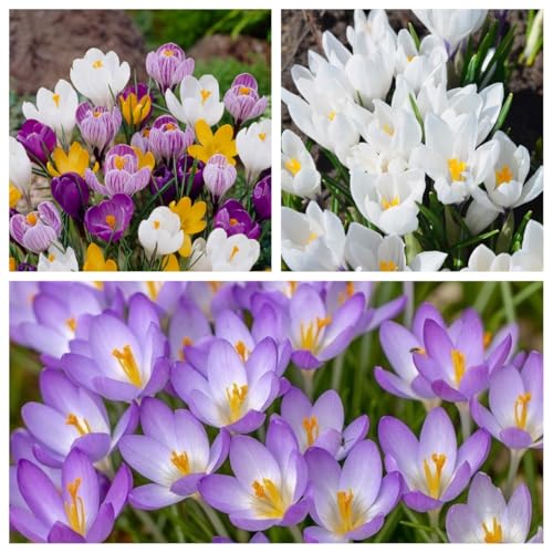 Krokus zwiebeln krokus zwiebeln winterhart mehrjährig-krokusse blumenzwiebeln，Einfach zu pflanzen, schnell wachsend-4zwiebeln-c von BNSOIDE