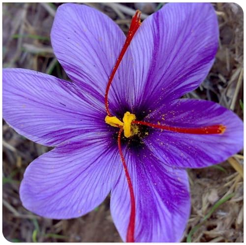 Krokus zwiebeln winterhart mehrjährig-Krokus zwiebeln-Krokusse blumenzwiebeln-Einfach zu pflanzen-Schnell wachsend-4zwiebeln-a von BNSOIDE