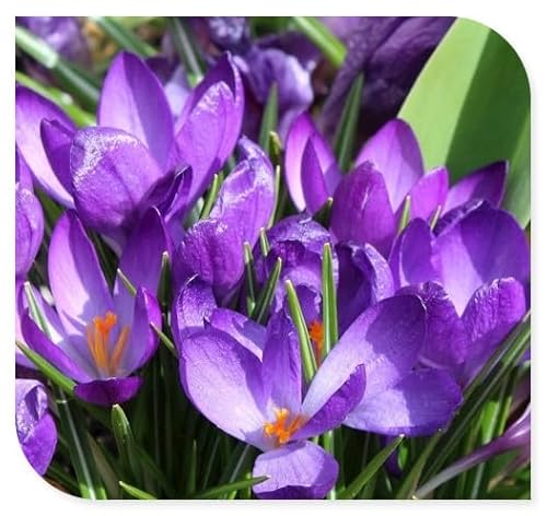 Krokus zwiebeln winterhart mehrjährig-krokus zwiebeln krokusse blumenzwiebeln，Einfach zu pflanzen, schnell wachsend-4zwiebeln-a von BNSOIDE