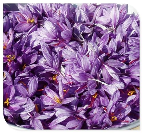 Krokus zwiebeln winterhart mehrjährig-krokus zwiebeln krokusse blumenzwiebeln，Einfach zu pflanzen, schnell wachsend-4zwiebeln-c von BNSOIDE
