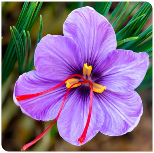 Krokus zwiebeln winterhart mehrjährig-krokus zwiebeln krokusse blumenzwiebeln，Einfach zu pflanzen, schnell wachsend-4zwiebeln-d von BNSOIDE