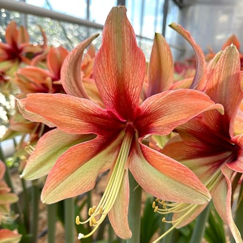 Leicht zu züchtende Amarylliszwiebeln, die in Wasser oder Erde gezogen werden können, bringen Licht in Ihr grünes Leben im Haus. amaryllis samen-4zwiebeln-C von BNSOIDE