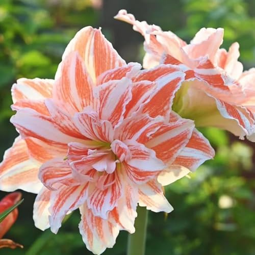 Leicht zu züchtende Amarylliszwiebeln, die in Wasser oder Erde gezogen werden können, bringen Licht in Ihr grünes Leben im Haus. amaryllis samen-4zwiebeln-F von BNSOIDE