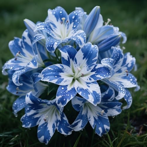 Lilie, Winterharte Lilienzwiebeln, Mehrjährig blühende Rhizome, Lilienknollen, Lange Blütezeit, Herbstpflanzung-Duftende Blüten-2 Rhizom-C Lilie, Winterharte Lilienzwiebeln, Mehrjährig blühende Rhizome, Lilienknollen, Lange Blütezeit, Herbstpflanzung-Duftende Blüten-2 Rhizom-C von BNSOIDE