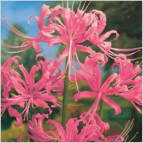 Lycoris, winterhartes Lycoris Rhizom, Gartenpflanzung, wächst gut in Behältern, einfache schöne Staude-10 Rhizome-D von BNSOIDE