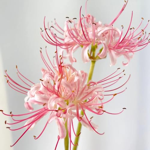 Lycoris-winterhartes Lycoris Rhizom-Gartenpflanzung-Wächst gut in Behältern-Einfache schöne Staude-2 Rhizome-A von BNSOIDE