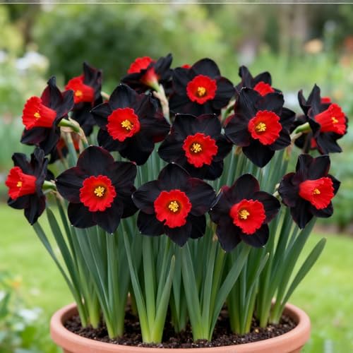 Narzissen-Winterhartes Narzissen Rhizom-Gartenpflanzung-Wächst gut in Behältern-Einfache schöne Staude-i-6 rhizome von BNSOIDE