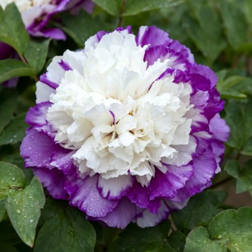 Pfingstrosen winterhart Mehrjährige pfingstrosen rhizome, Gartenpflanzung, Seltene Pfingstrosensträucher, Gartenbauliche Exzellenz-1 Rhizom-J von BNSOIDE