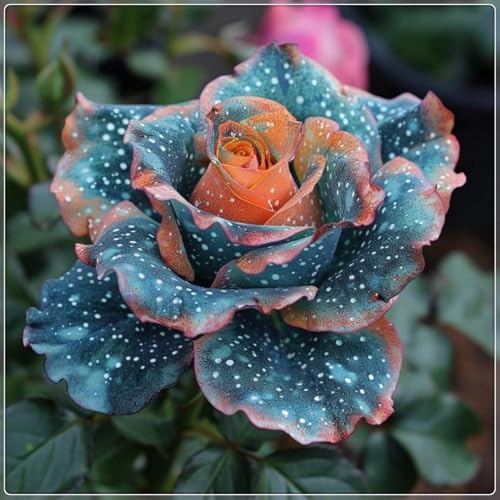 Rosen, winterhartes Rosenrhizom, Gartenpflanzung, wächst gut in Behältern, einfache schöne Staude-2 rhizome-E von BNSOIDE