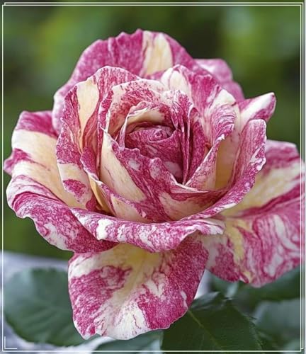 Rosen Rhizome-Rosen Gartenbepflanzung-Elegante Rhizome-Blühende Rhizome-Winterhart Rhizome-Landschaftsgestaltung-2 rhizome-F Rosen Rhizome-Rosen Gartenbepflanzung-Elegante Rhizome-Blühende Rhizome-Winterhart Rhizome-Landschaftsgestaltung-2 rhizome-F von BNSOIDE