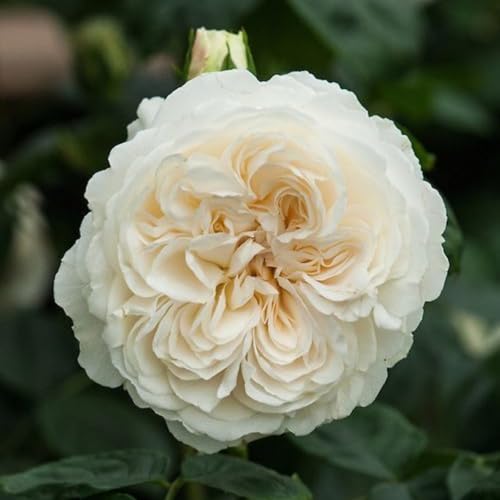 Rosen-Winterhartes Rosenrhizom-Gartenpflanzung-Wächst gut in Behältern-Einfache schöne Staude-5 rhizome-H von BNSOIDE