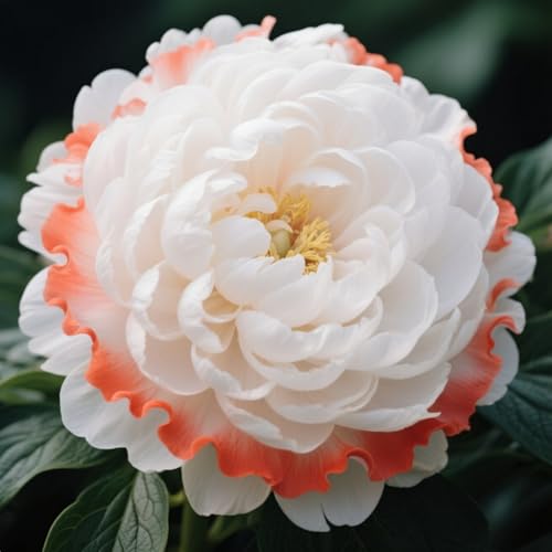 Taglilie, winterhartes Taglilien-Rhizom, Gartenpflanzung, wächst gut in Behältern, Seltener einfache schöne Staude-4 Rhizome-H von BNSOIDE