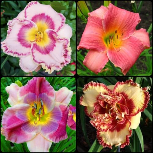 Taglilie, winterhartes Taglilien-Rhizom, Gartenpflanzung, wächst gut in Behältern, einfache schöne Staude-4 Rhizome-i Taglilie, winterhartes Taglilien-Rhizom, Gartenpflanzung, wächst gut in Behältern, einfache schöne Staude-4 Rhizome-i von BNSOIDE