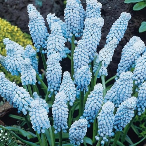 Traubenhyazinthen Rhizome-Traubenhyazinthen Gartenbepflanzung-Elegante Rhizome-Blühende Rhizome-Winterhart Rhizome-Landschaftsgestaltung-b-8 rhizome Traubenhyazinthen Rhizome-Traubenhyazinthen Gartenbepflanzung-Elegante Rhizome-Blühende Rhizome-Winterhart Rhizome-Landschaftsgestaltung-b-8 rhizome von BNSOIDE