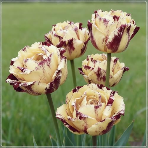 Tulpen, Exquisite Tulpenrhizome, Geeignet für die Bepflanzung im Innen- und Außenbereich, Hervorragende Präsentation, Mehrjährig blühende Rhizome-10 rhizome-f von BNSOIDE