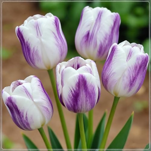 Tulpen, Exquisite Tulpenrhizome, Geeignet für die Bepflanzung im Innen- und Außenbereich, Hervorragende Präsentation, Mehrjährig blühende Rhizome-4 rhizome-c von BNSOIDE