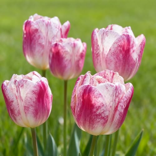 Tulpen-Exquisite Tulpenrhizome-Geeignet für die Bepflanzung im Innen- und Außenbereich-Hervorragende Präsentation-Mehrjährig blühende Rhizome-6 rhizome-b von BNSOIDE