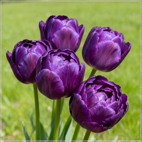 Tulpen-Exquisite Tulpenrhizome-Geeignet für die Bepflanzung im Innen- und Außenbereich-Hervorragende Präsentation-Mehrjährig blühende Rhizome-8 rhizome-c Tulpen-Exquisite Tulpenrhizome-Geeignet für die Bepflanzung im Innen- und Außenbereich-Hervorragende Präsentation-Mehrjährig blühende Rhizome-8 rhizome-c von BNSOIDE