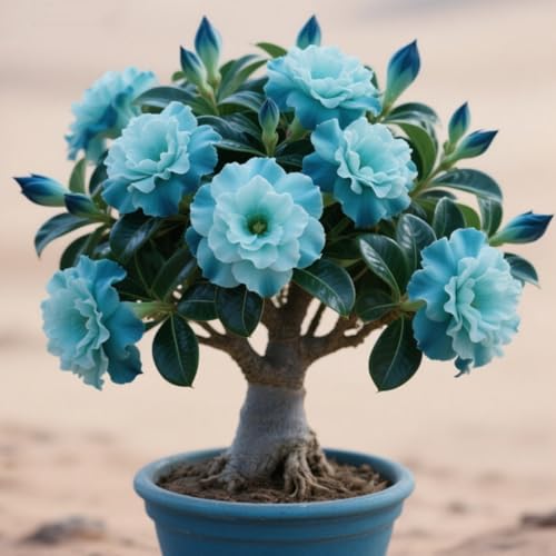 Winterhart Wüstenrose Rhizome、mehrjährige starke Rhizome、geeignet für die Bepflanzung im Garten im Freien-2 Rhizome-J Winterhart Wüstenrose Rhizome、mehrjährige starke Rhizome、geeignet für die Bepflanzung im Garten im Freien-2 Rhizome-J von BNSOIDE