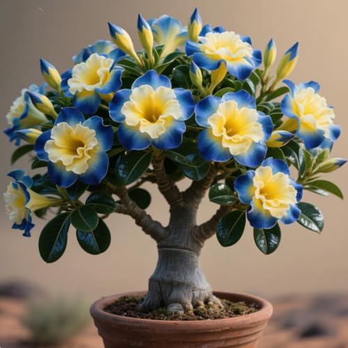 Winterhart Wüstenrose Rhizome、mehrjährige starke Rhizome、geeignet für die Bepflanzung im Garten im Freien-3 Rhizome-A von BNSOIDE