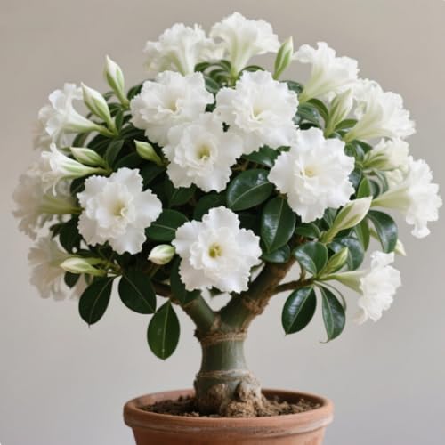 Winterhart Wüstenrose-Sukkulente-Wüstenrosen-Rhizom-Adenium obesum-Geeignet für Gartenhof im Freien-Landschaftsgestaltung-1 Rhizom-G von BNSOIDE