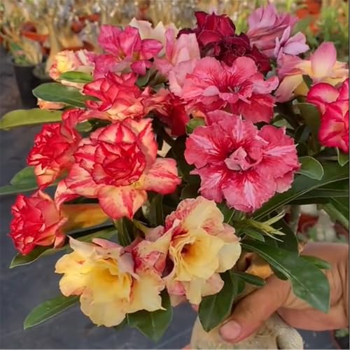 Winterhart Wüstenrosen rhizom-Mehrjährige Blütenrhizome-Leicht zu züchten-Geeignet für die Bepflanzung im Garten im Freien-1 Rhizom-C Winterhart Wüstenrosen rhizom-Mehrjährige Blütenrhizome-Leicht zu züchten-Geeignet für die Bepflanzung im Garten im Freien-1 Rhizom-C von BNSOIDE