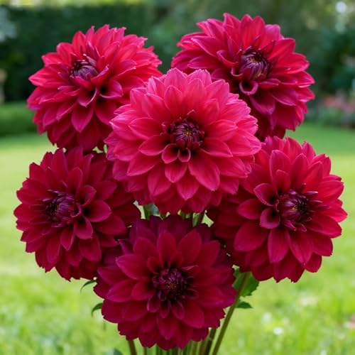 Winterharte Dahlie, mehrjähriges Dahlien-Rhizom, blühendes Rhizom, ideale Gartenpflanze, hervorragendes Aussehen-2 rhizome-b von BNSOIDE