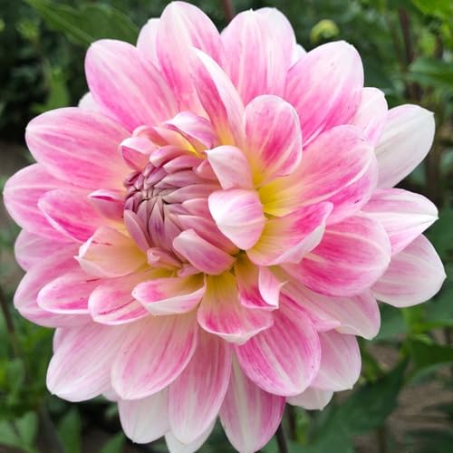 Winterharte Dahlie, mehrjähriges Dahlien-Rhizom, blühendes Rhizom, ideale Gartenpflanze, hervorragendes Aussehen-2 rhizome-j von BNSOIDE