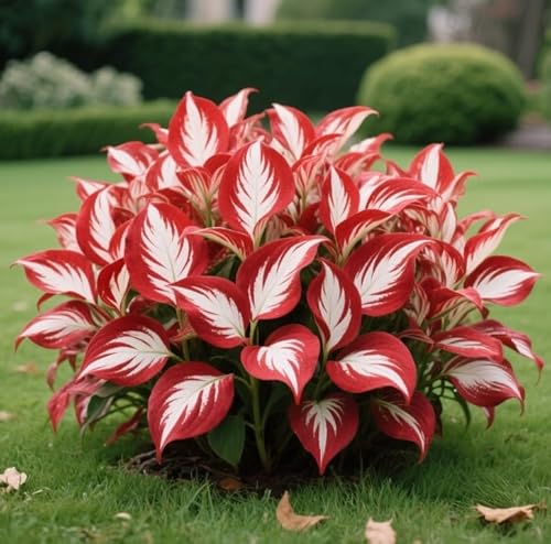 Winterharte HostaPflanzen-Rhizome, Starker mehrjähriger Wurzelstock, Geeignet für Gärten im Freien, Hervorragende Gartendekoration-8 rhizome-m von BNSOIDE