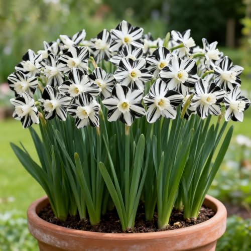 Winterharte Narzissenzwiebeln-Mehrjährig blühende Rhizome-Lange Blütezeit-Herbstpflanzung-Duftende Blüten-f-6 rhizome Winterharte Narzissenzwiebeln-Mehrjährig blühende Rhizome-Lange Blütezeit-Herbstpflanzung-Duftende Blüten-f-6 rhizome von BNSOIDE